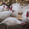 White Holland Turkeys